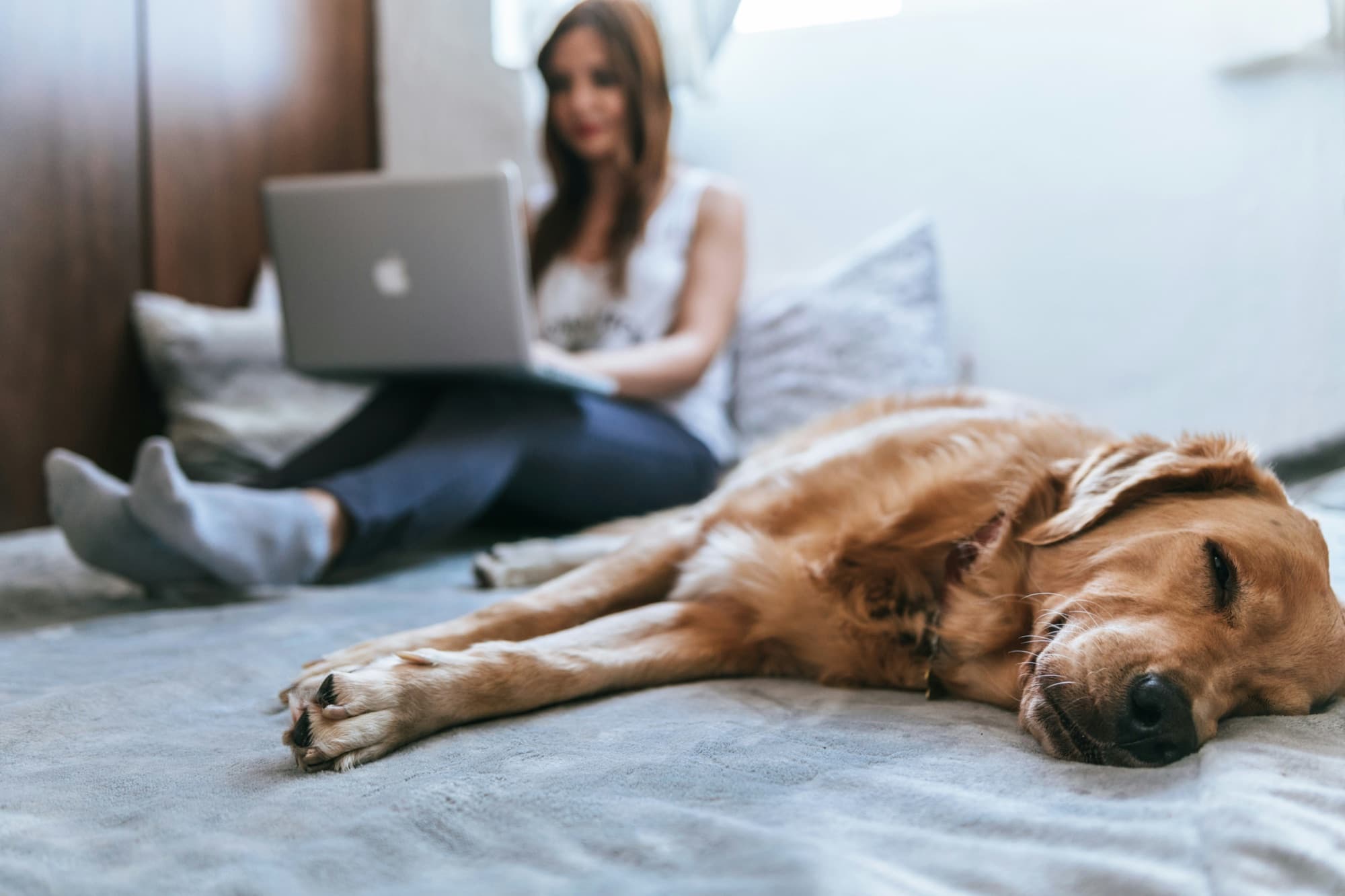 A sitter sitting on the floor playing with a happy dog
