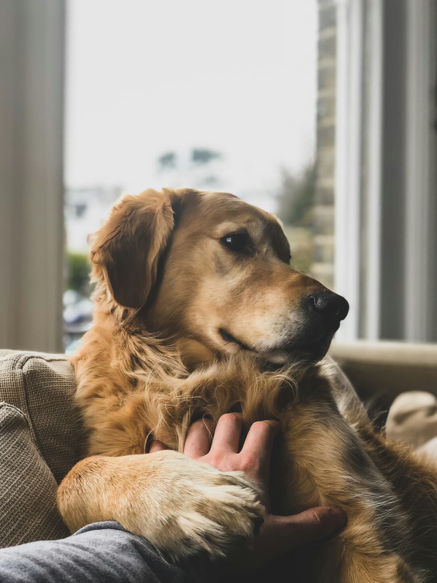 A golden retriever resting its head on its owner's hand by a sunny window