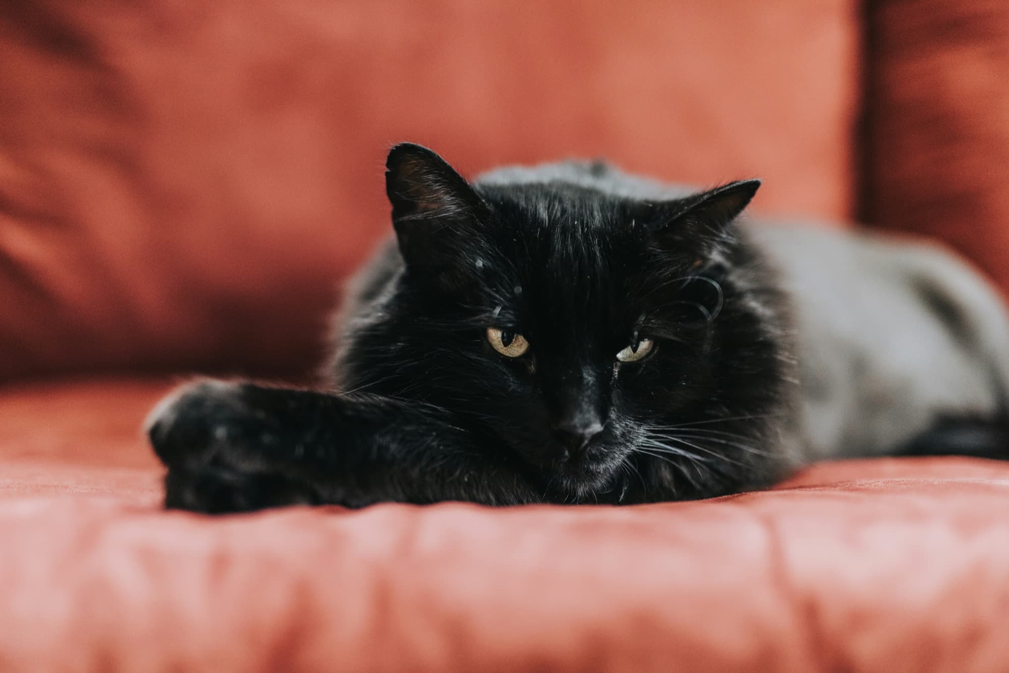 A cat stretched out asleep on its own bed in a bright living room