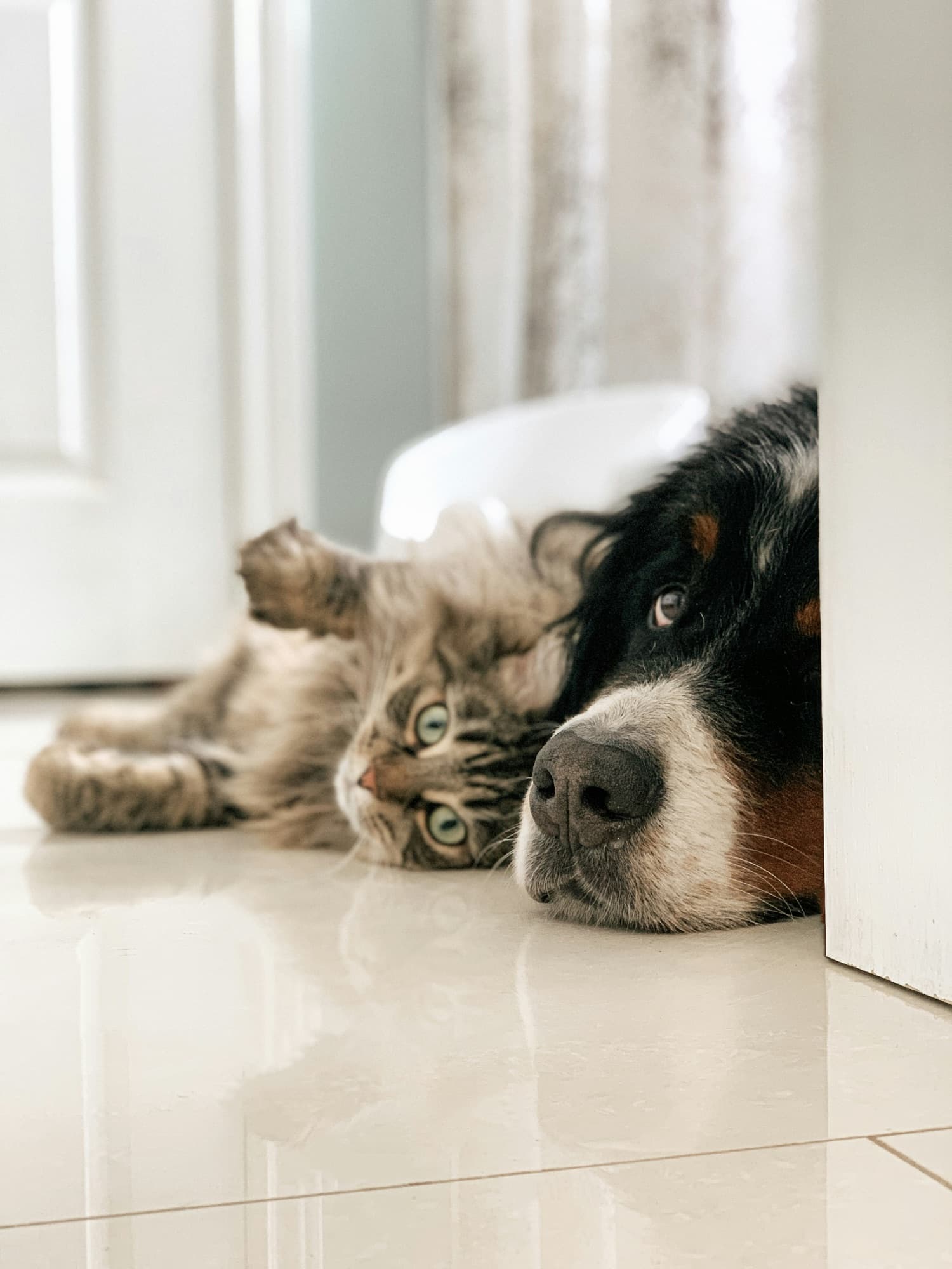 Two pets, a dog and a cat, relaxed together in their own home