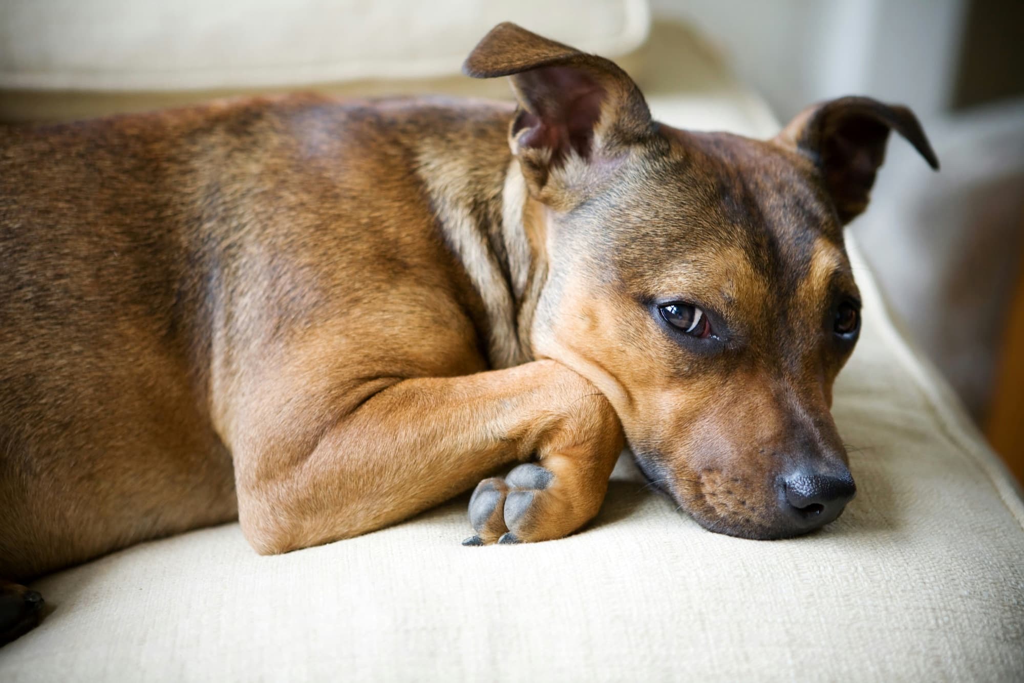 A senior dog resting comfortably with its medication nearby