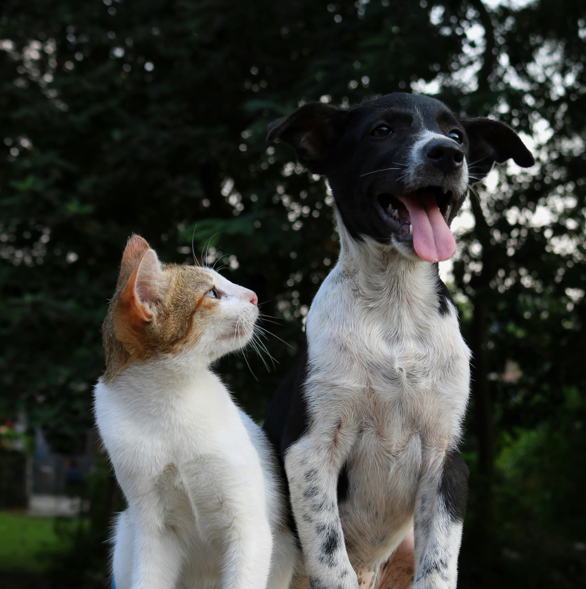 A content dog and cat sitting together looking toward the camera
